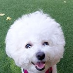 [강아지] 갱얼쥐는 사랑이죠!