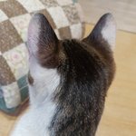 고양이 뒷<b>통수</b>