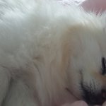 울강아지잔다