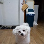 저의 강아지좀 찾아주세요<b>비숑</b>