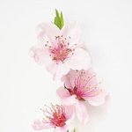 고닥교 <b>분반</b> 어때???