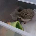 고슴이 <b>등치</b> 개오짐;;