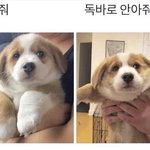 사고 시픈거