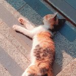 [드루와] <b>삼색</b>고양이 보고가<<<<