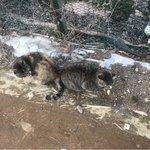 [19] <b>이</b> 고양이들 좀<b>버</b>ㅏㄹ봐