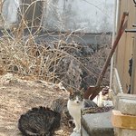 [고양이] 길냥이 밥주는데 행복함..