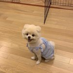 [사진있] 우리집 <b>포메</b> 역대급 미용 망한 거 보고가...