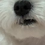 난 입모양이 다른 개만 키우네
