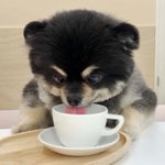 [강아지] 커피맛에 중독된 강아지. 크로와상 + 커퓌 <b>타임</b>