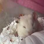 [ㅈㄱㄴ] 오늘아침에 <b>햄</b><b>찌</b>얼굴 한번도 못봄ㅠㅠ