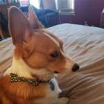 무언가 <b>탐탁</b>찮은 코르기씨...