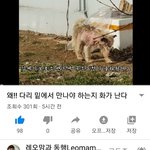 [강아지] 피부병 3아이들