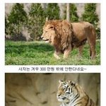 [댓글부탁해] 동물원 동물의 <b>몸값</b>