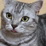 애교 많고 귀여운 아메리칸 숏헤어 고양이