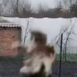 [19] 틱톡에서 외국인이 고양이 <b>던짐</b>;;