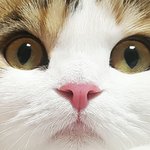 <b>intj</b> 니네가 아는 특징이 뭐임