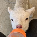 [아가] 아기양 투투 성장기