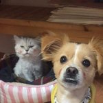 [강아지] 동물 사랑방에 올렸다 다시 여기 올립니다 제발 도와주세요