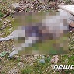 강아지 산책시키다 토막난 길고양이 <b>사체</b> 발견 '충격'…부검 의뢰