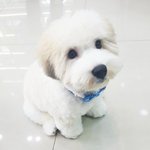 [댓글<b>부탁</b>해] 강아지 <b>이름</b> 추천해줘!!!!