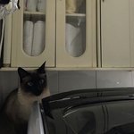 [댓글부탁해] 우리집에 캐캐체 <b>토마</b>있음 !!