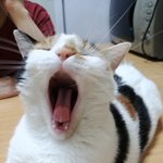[드루와] <b>울집</b> 고냥이 ㅈㄴ 웃긴 사진 올린다ㅋㅋ