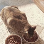 우리 학원에 쥐랑 고양이 있다