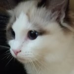 [고양이] 울집 엔젤과 <b>루시</b> 입니다