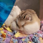 [드루와] 기숙사에서 최소 욕 안 얻어먹는 꿀팁