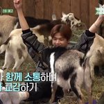 [강다니엘] [안녕다니엘] 코룽이 <b>고트</b>요가중