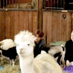 강다니엘과  <b>알파카</b> 케미 볼래ㅋㅋㅋ