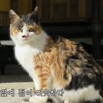 [고양이] 유튜버 haha <b>ha</b>님 아는 사람!