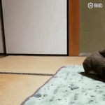 [19] 일본 개걸1레.<b>gif</b>