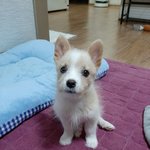 [강아지] 4남매중 막내