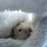 [ㅈㄱㄴ] 다이어트춤추는데 <b>햄스터</b>가 쳐다봄
