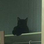 고양이도 고집 <b>부림</b>?ㅋㅋㅋㅋㅋ쿠ㅠㅠㅠㅠ