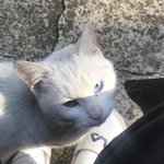 <b>오드</b>아이 고냥이 봄 ㅋㅋ