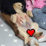 [강아지] 표정<b>압권</b>인 어르신(?) 3개월 리트리버.