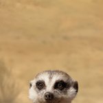 혐주의) 2일차 셀리턴+구달 청귤세럼 이마비교