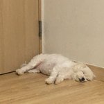 울집멍 자는 거 <b>진자</b> 말랑해보이지 않니