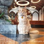 여느 <b>셀럽</b> 부럽지 않은 뉴질랜드 길냥이