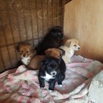 [강아지] 7남매의 가족이 되어주세요