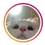 이 귀여운 고먐미 <b>원본</b> 있는 분~?
