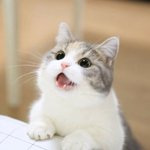 집 벽 안에서 <b>노크</b>하는 소리가 나