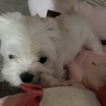 강아지 <b>자다</b>깨서 갑자기 인형놀이하자고 함...