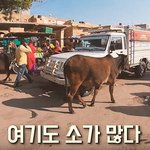 인도시장은 사람보다 동물을 더 조심해야될듯