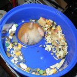 <b>미끄럼</b>틀에 낀 햄스터 엉덩이 보러올사람?