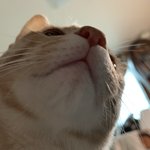 [고양이] 우연히 나에게 온 <b>콩떡</b>야옹이 6