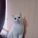 [댓글부탁해] 오렌즈 러빙유 브라운 껴본 애들 들어와바!!!