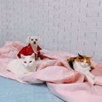 [고양이] 저희 강아지와 고양이 좀 <b>자랑</b>하고싶어요!